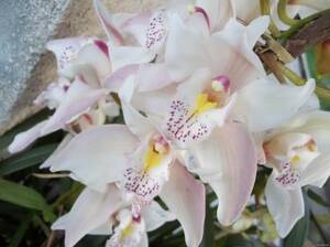 Орхидея№3 цветы и букеты с доставкой по Горловке