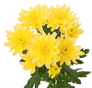 Зембла жёлтая кустовая цветы и букеты с доставкой по Горловке