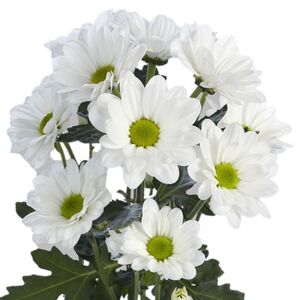 Бакарди Ромашковидная цветы и букеты с доставкой по Горловке