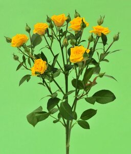 Кенийская роза №10 цветы и букеты с доставкой по Горловке