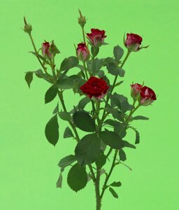 Кенийская роза №8 цветы и букеты с доставкой по Горловке