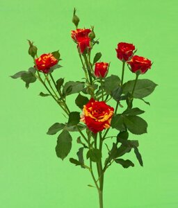 Кенийская роза №2 цветы и букеты с доставкой по Горловке