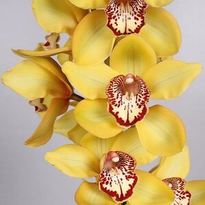 Фаленопсис желтый цветы и букеты с доставкой по Горловке