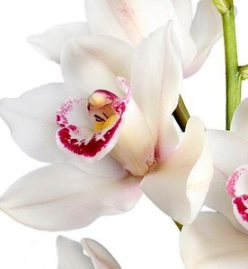 Фаленопсис белый цветы и букеты с доставкой по Горловке