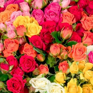 Спрей роза в ассортименте  цветы и букеты с доставкой по Горловке
